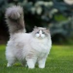 Mengenal Kucing Jenis Ragdoll Dengan Bulunya Yang Indah