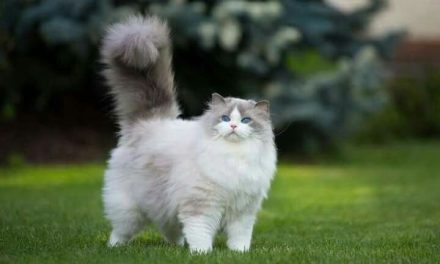 Mengenal Kucing Jenis Ragdoll Dengan Bulunya Yang Indah