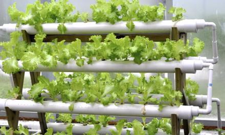 Teknik Hidroponik Jadi Peluang Usaha Budidaya Yang Menjanjikan