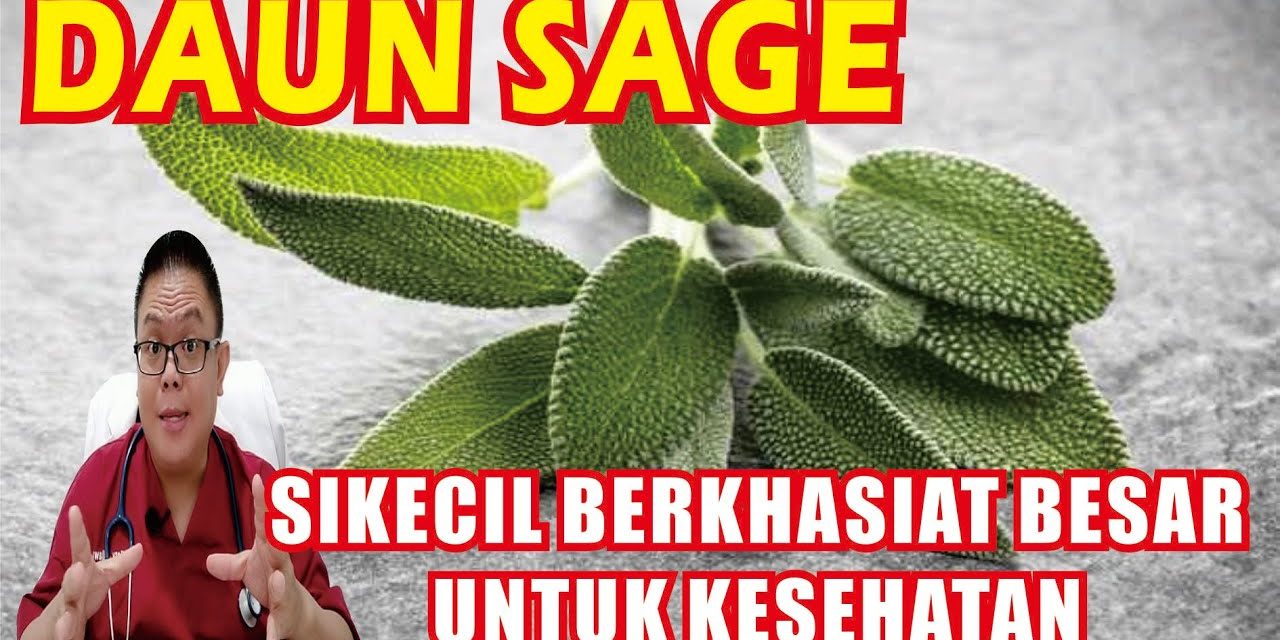 Daun Sage Memiliki Khasiat Kesehatan Yang Beragam