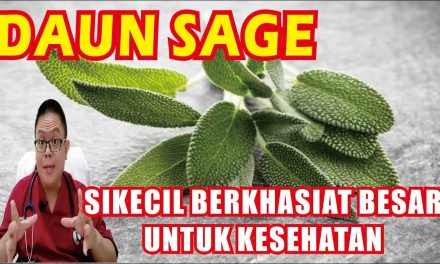 Daun Sage Memiliki Khasiat Kesehatan Yang Beragam