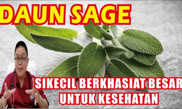 Daun Sage Memiliki Khasiat Kesehatan Yang Beragam