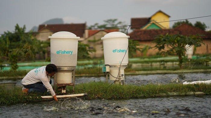 Skandal Keuangan EFishery Mampu Membuat Heboh Indonesia