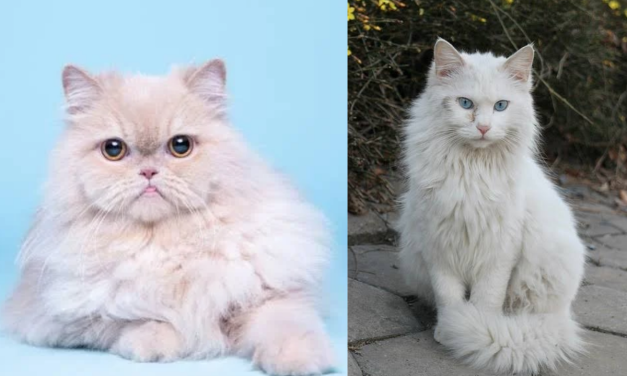 Perbedaan Jenis Kucing Anggora & Persia, Ini dia 5 Perbedaannya!